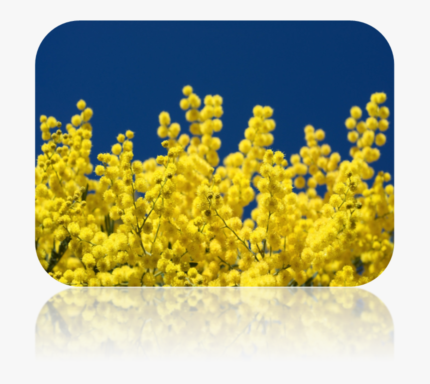 Acacia Dealbata, HD Png Download