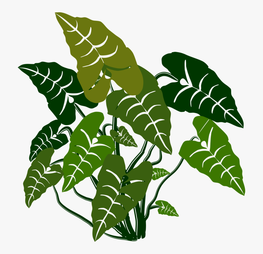Plant,flora,leaf - Elephant Bush Plant Clipart, HD Png Download