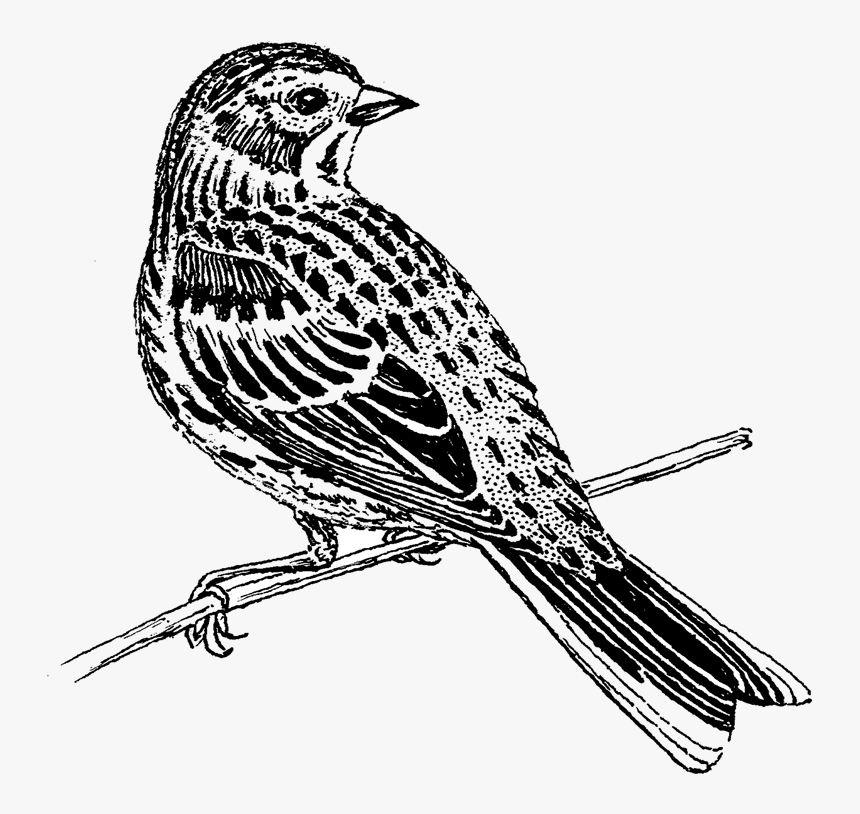 Emberizidae, HD Png Download