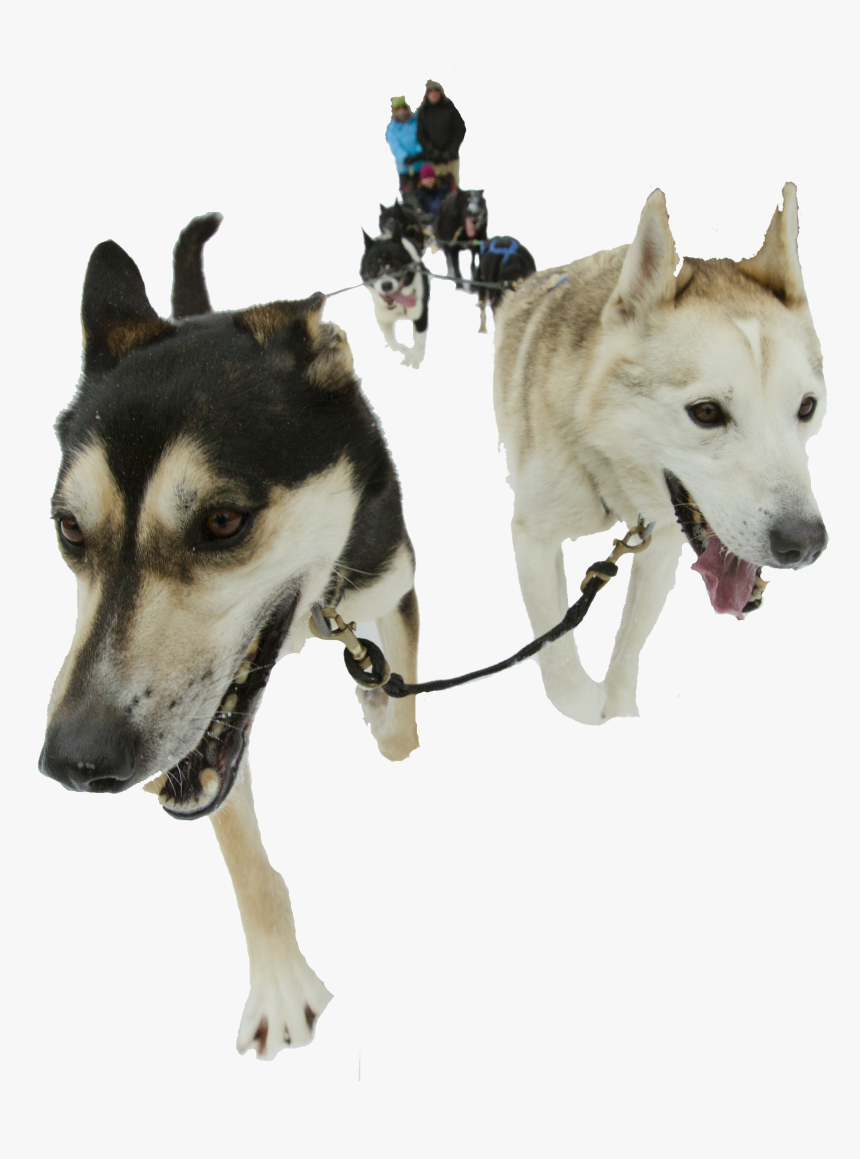 Sakhalin Husky, HD Png Download