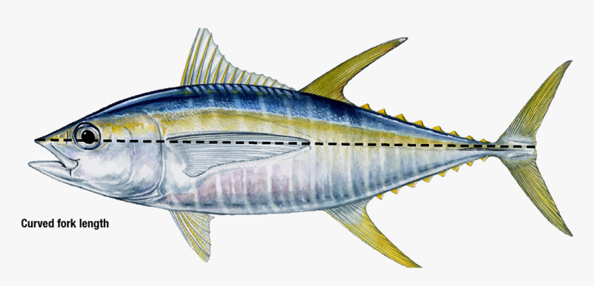 Yellow Fin Tuna, HD Png Download