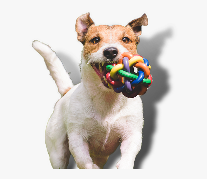 Dog, HD Png Download