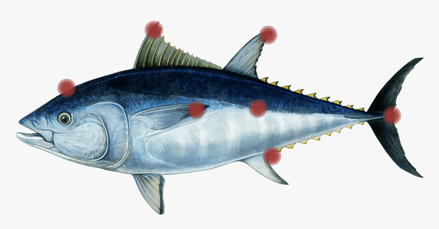 Tuna-parts - Tuna Png, Transparent Png