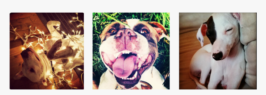 Imagem - Olde English Bulldogge, HD Png Download