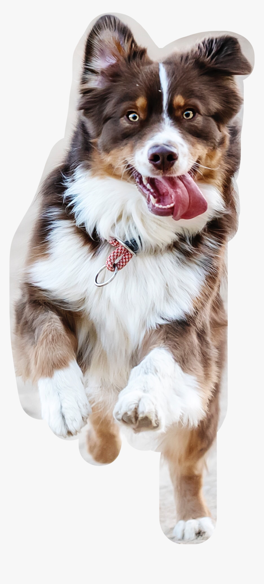 #freetoedit #running #tongueout #dog #petsandanimals - Josephine Menge 717900 Unsplash, HD Png Download