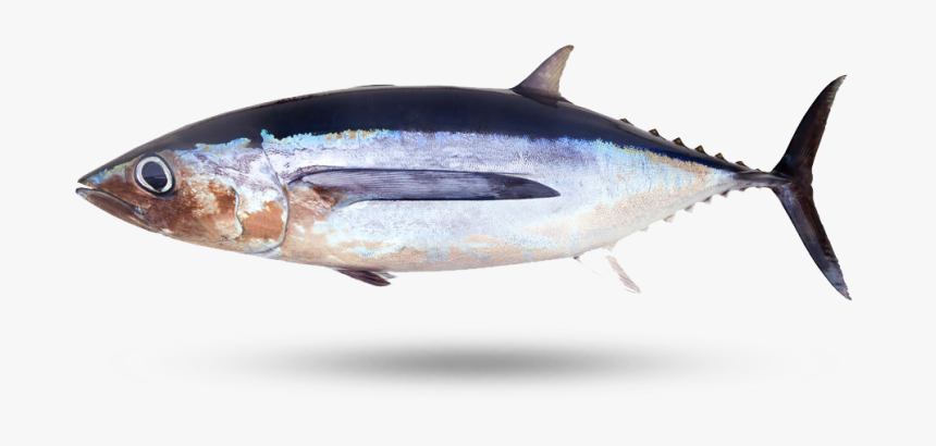 Albacore Tuna - Atlantic Bluefin Tuna, HD Png Download