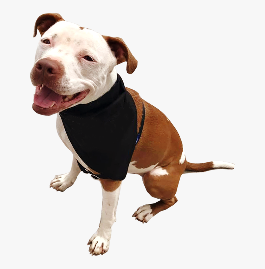 Dog Catches Something, HD Png Download