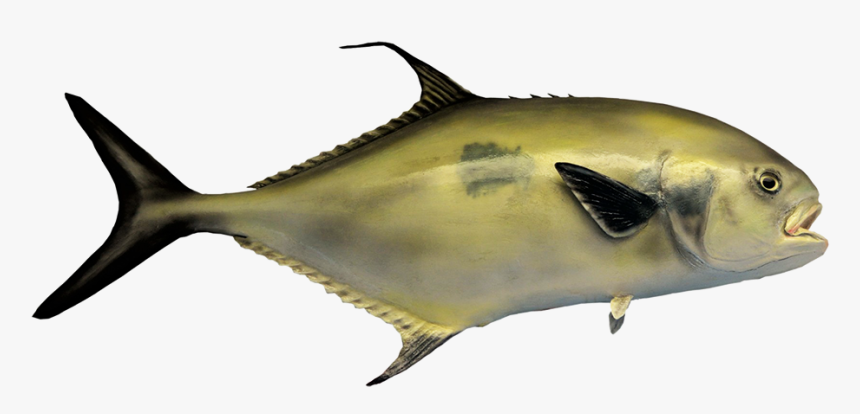 Black Tail Permit Fish - Fish, HD Png Download