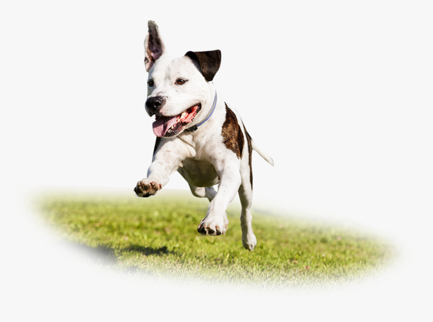 Image - Cachorro Correndo Do Dono, HD Png Download