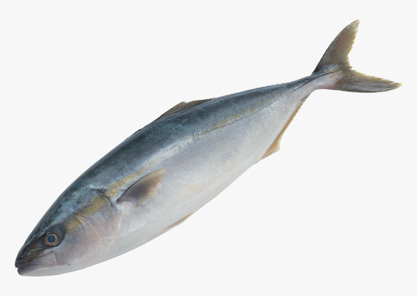 Tuna Clipart Fish Gill - صور اسماك Png, Transparent Png