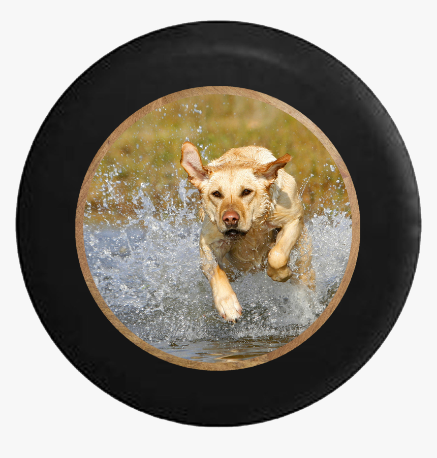 Golden Lab Retriever Hunting Dog - Hond In Het Water, HD Png Download