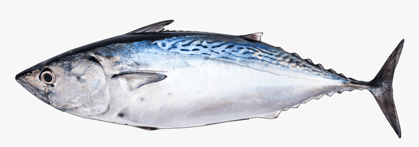 Albacore Fish, HD Png Download