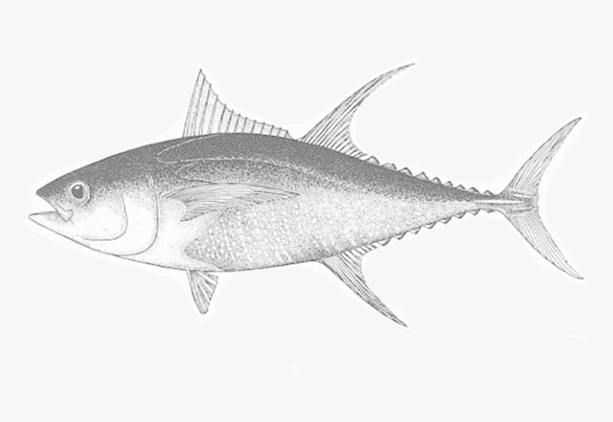 Tuna Fish, HD Png Download