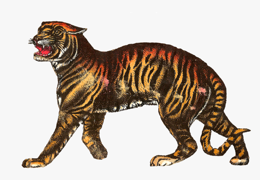 Tigre Png, Transparent Png