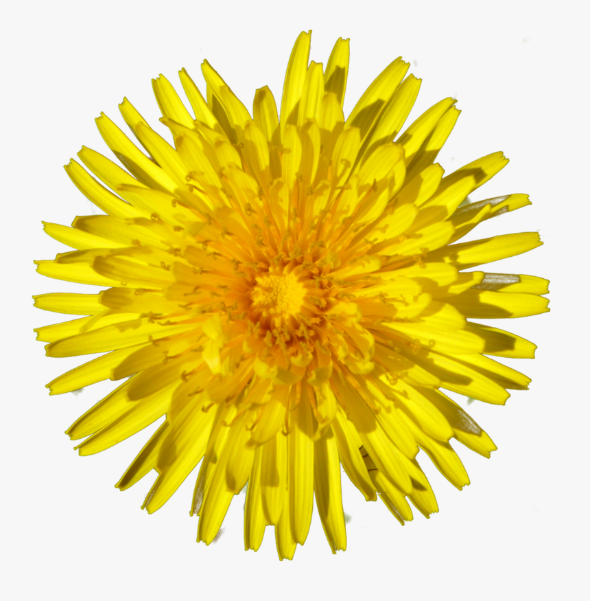 Dandelion, HD Png Download
