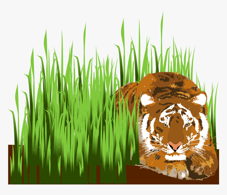 Tiger, HD Png Download