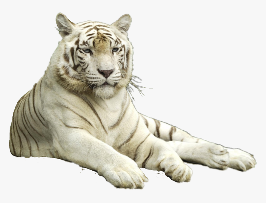 #tigre Siberiano, HD Png Download