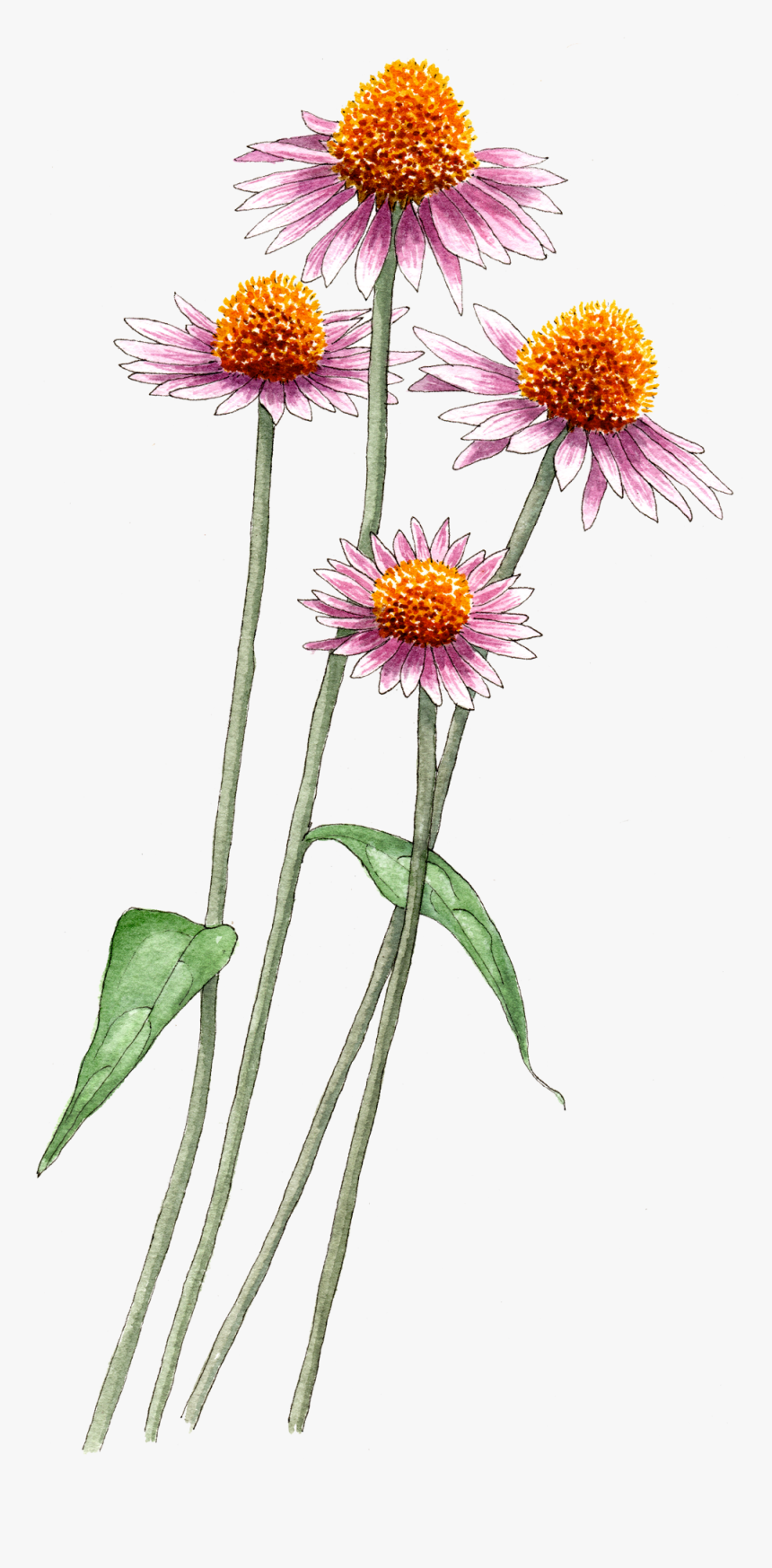 Transparent Aster Png, Png Download