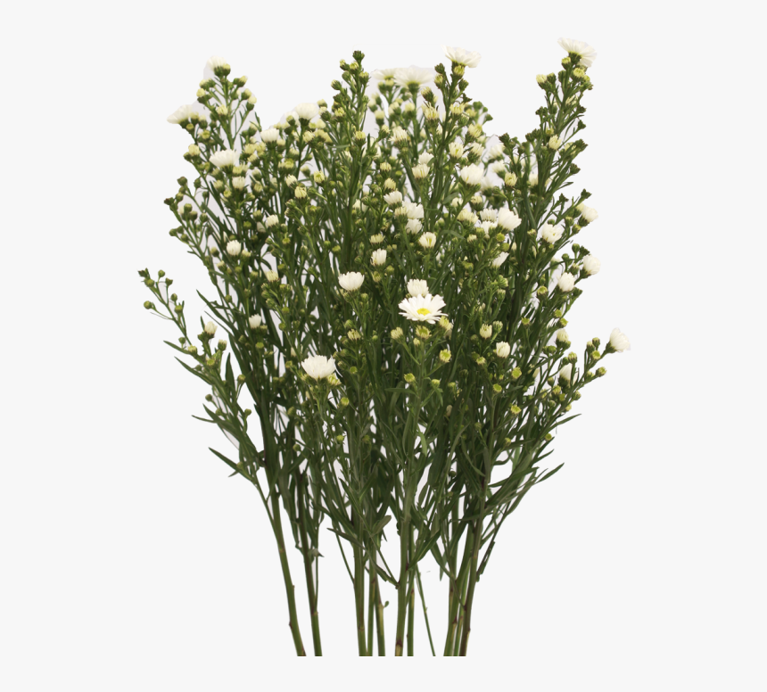 Aster White, HD Png Download