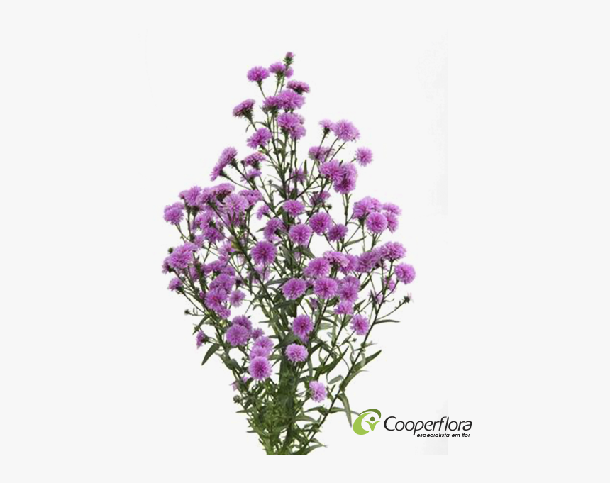 Aster Dobrado Rosa, HD Png Download