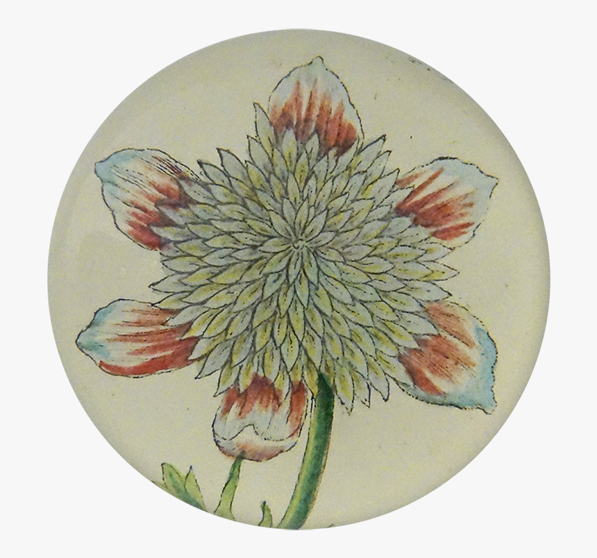 Chrysanths, HD Png Download