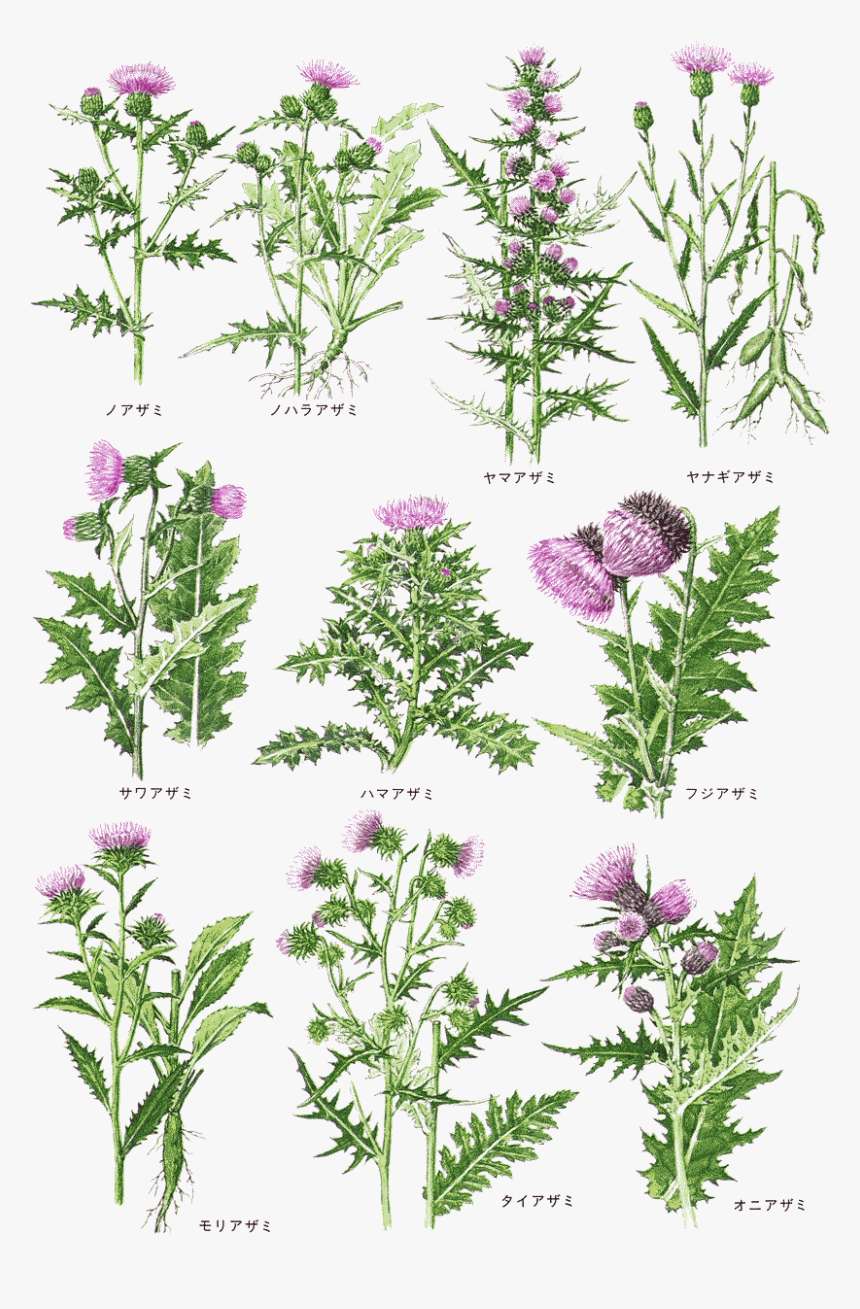 Transparent Aster Png, Png Download