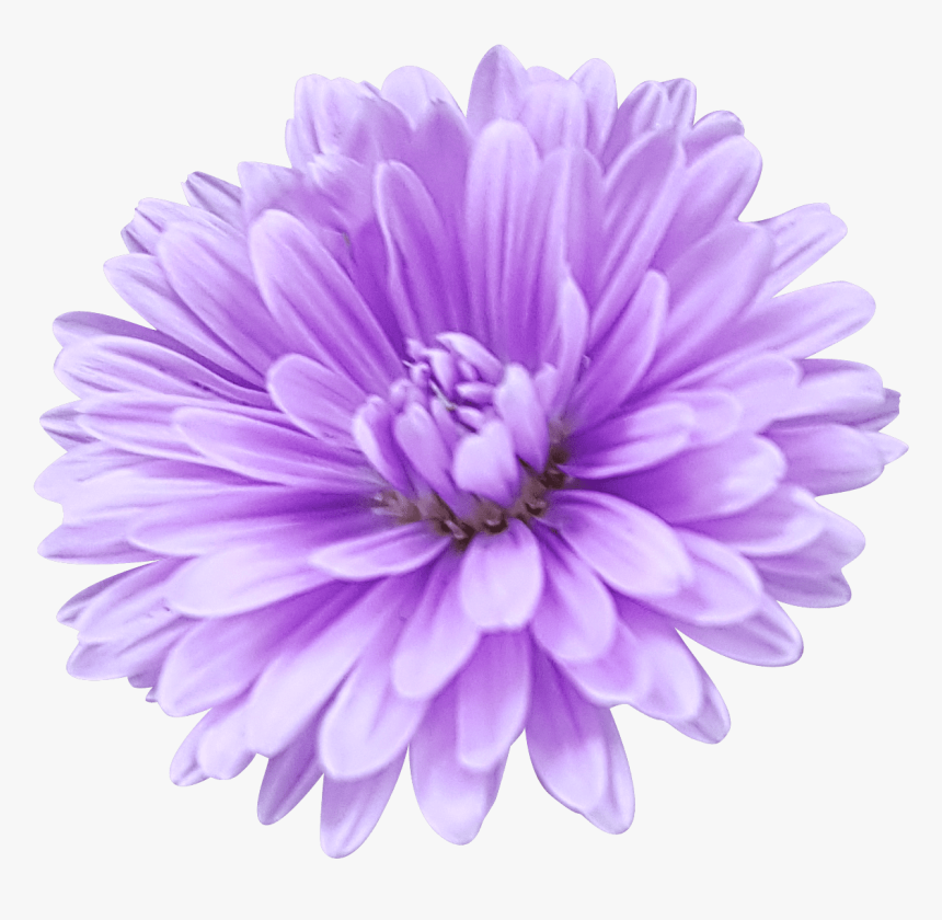 Aster Breeder From Holland, HD Png Download
