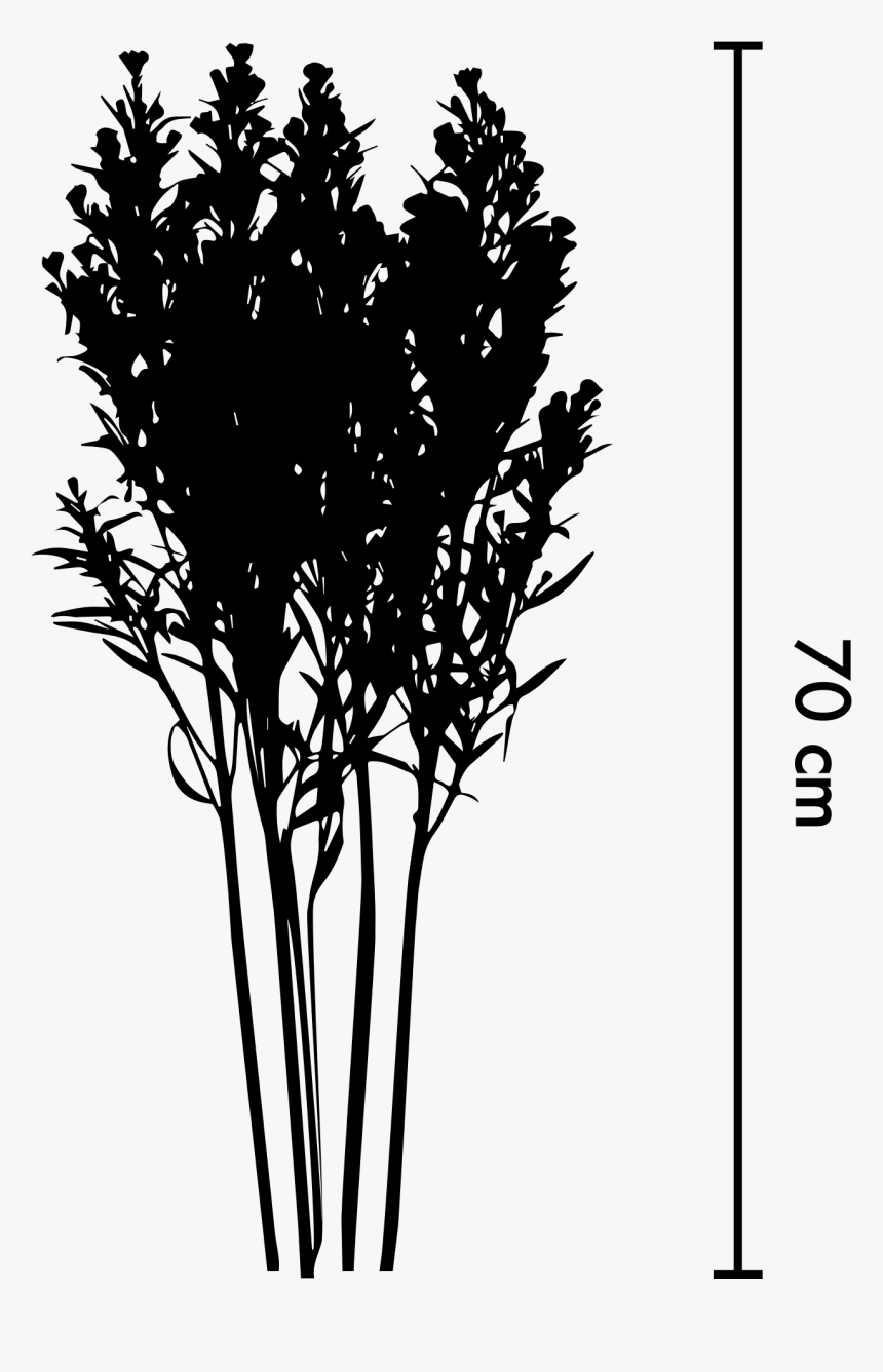 Aster Png, Transparent Png