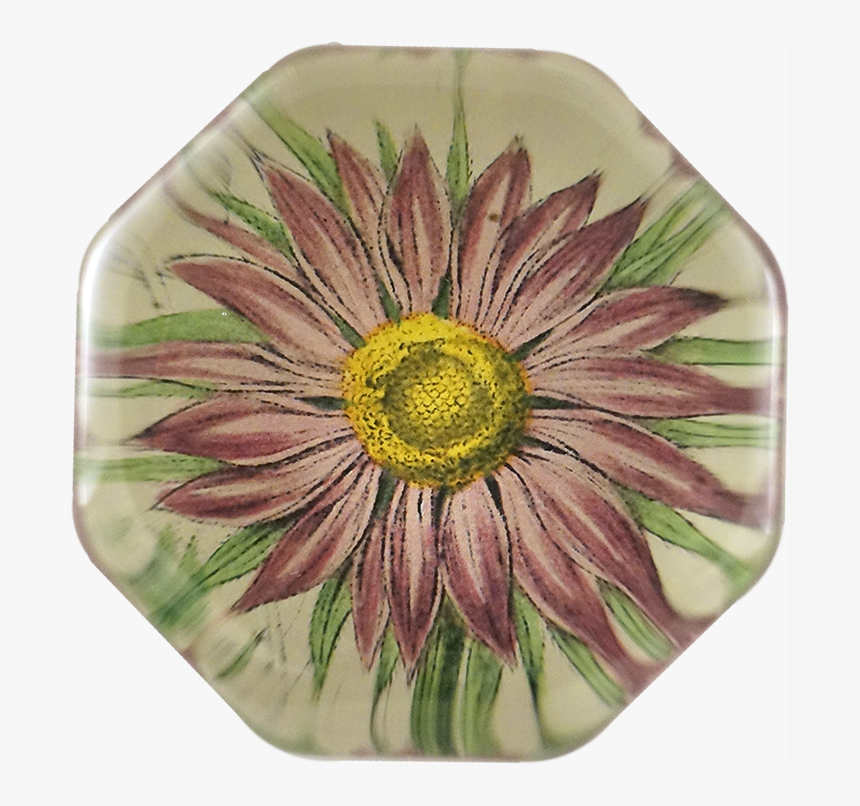 Aster Png, Transparent Png