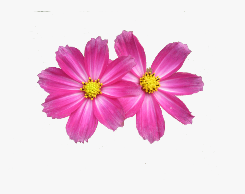 Asters Flowers Png Image Download, Transparent Png
