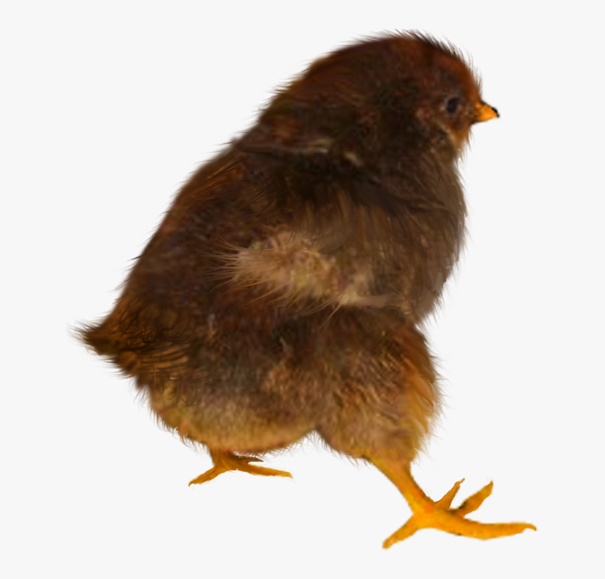 Baby Chicken Png, Transparent Png