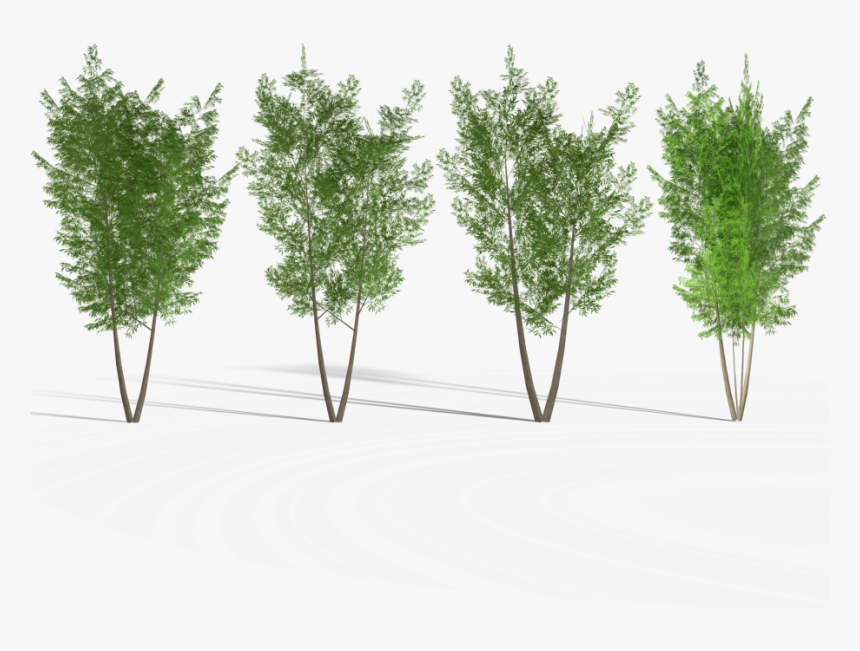 4 Eucalyptus Tree 2 Royalty-free 3d Model, HD Png Download