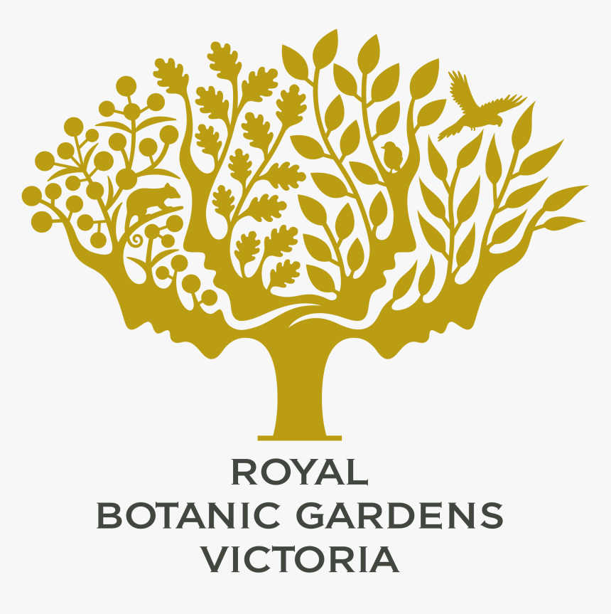 Eucalyptus Tree Png, Transparent Png