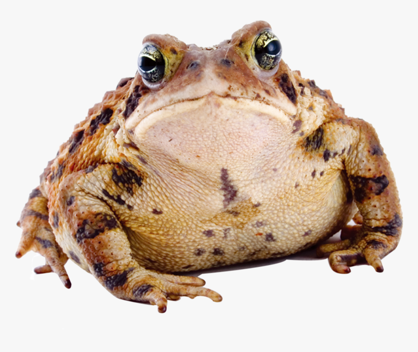 Frog Download Transparent Png Image, Png Download