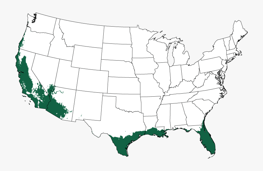 Eucalyptus Tree Png, Transparent Png