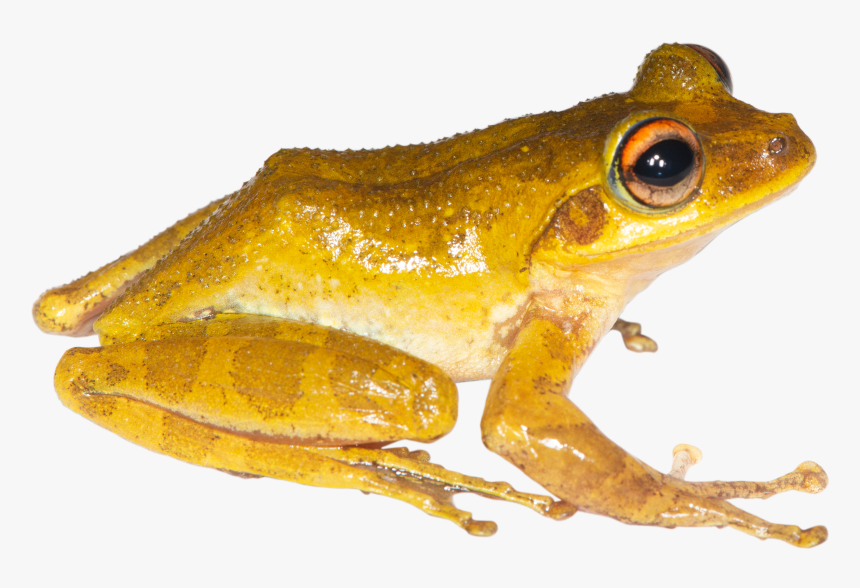 Boophis Nauticus, HD Png Download