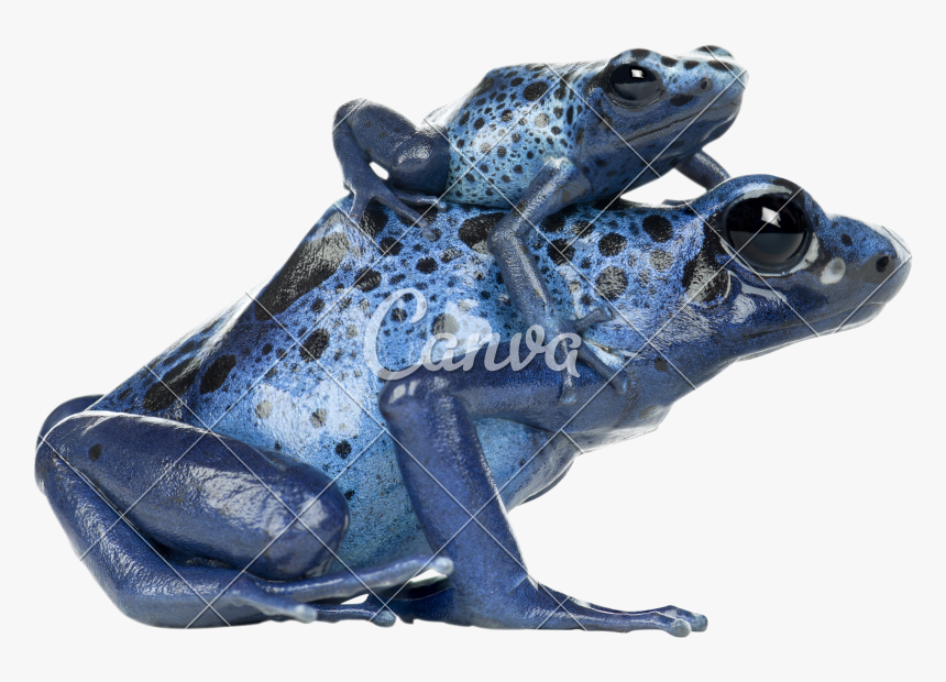 Poison Dart Frog Transparent Png, Png Download