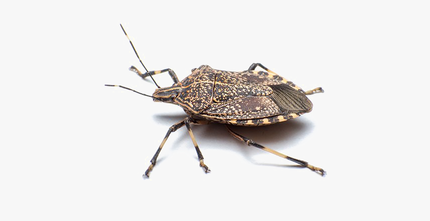 Stink Bug Png Free Download, Transparent Png