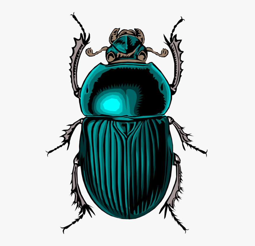 Beetle, Insect, Bug, Scarab, Stink, Dung, HD Png Download