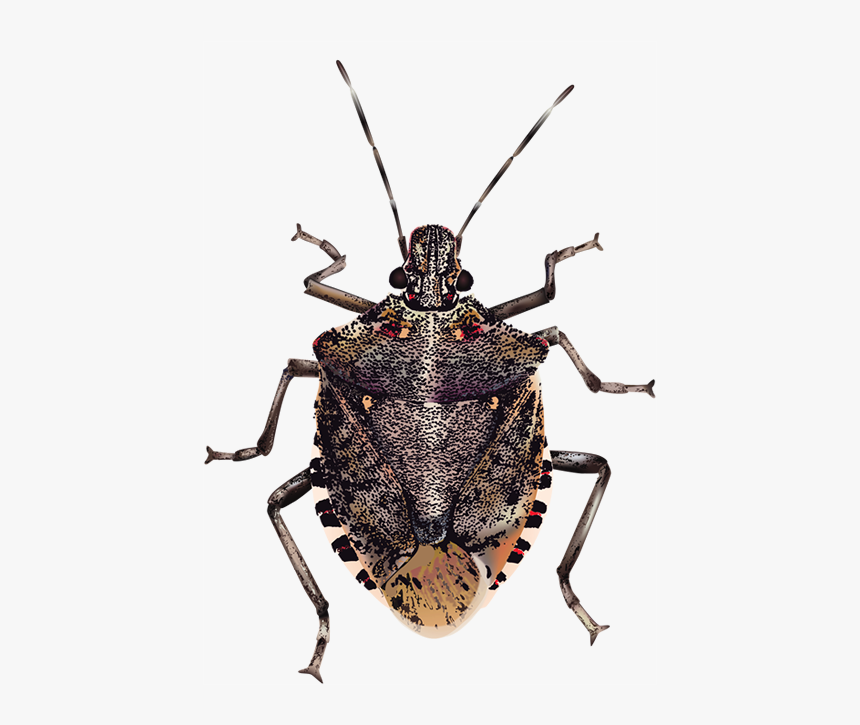Insect Brown Marmorated Stink Bug True Bugs, HD Png Download