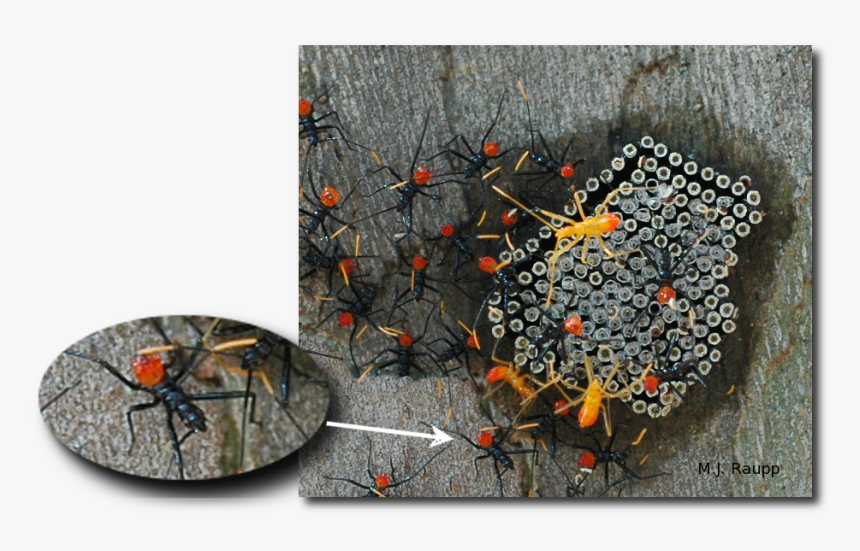 Gorgeous Wheel Bug Nymphs Cluster Near Eggs From Which, HD Png Download