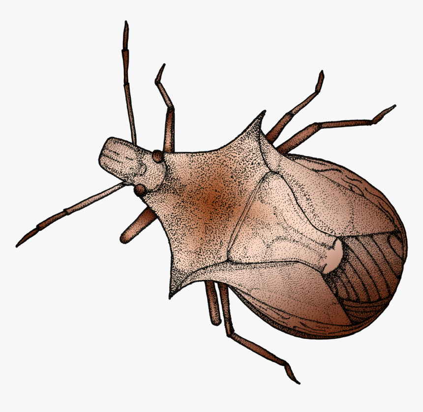 Pen And Ink Illustration Of A Stink Bug, HD Png Download