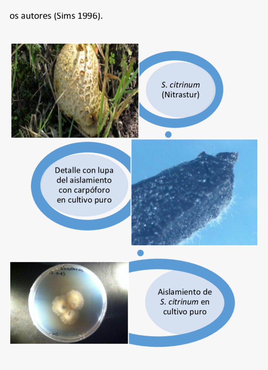 Setas Png, Transparent Png