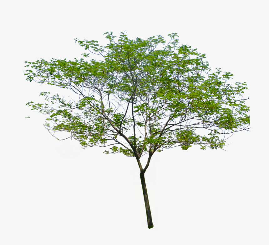 Palm Background Image Download, HD Png Download