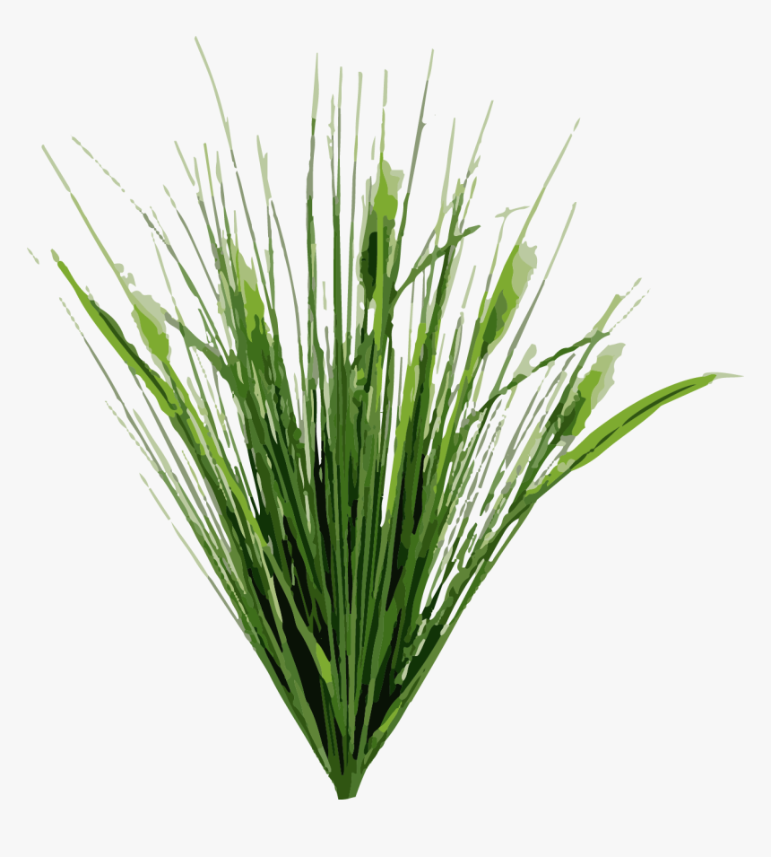 Dietes Typha Latifolia Cat Tail Pond Road Plant, HD Png Download