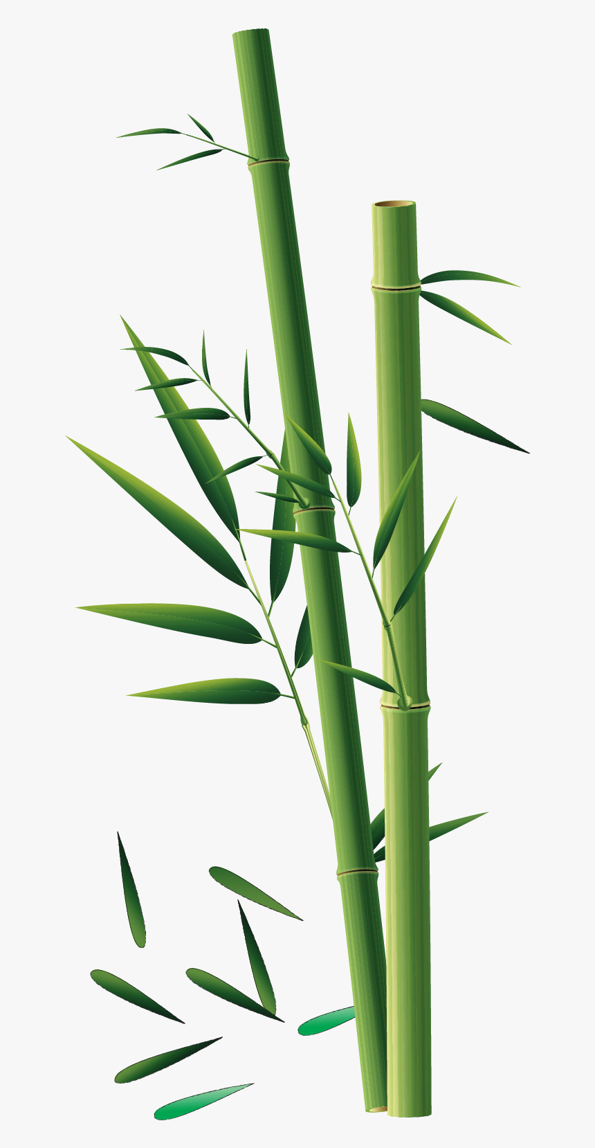 Grass Plant Png, Transparent Png