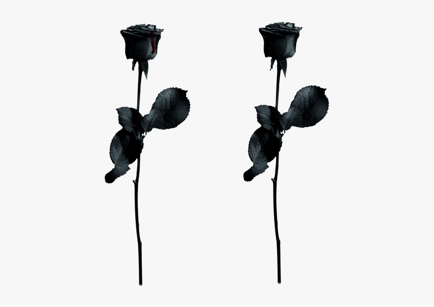Rose, Black, Drops Of Blood, Gothic, Noble, Isolated, HD Png Download