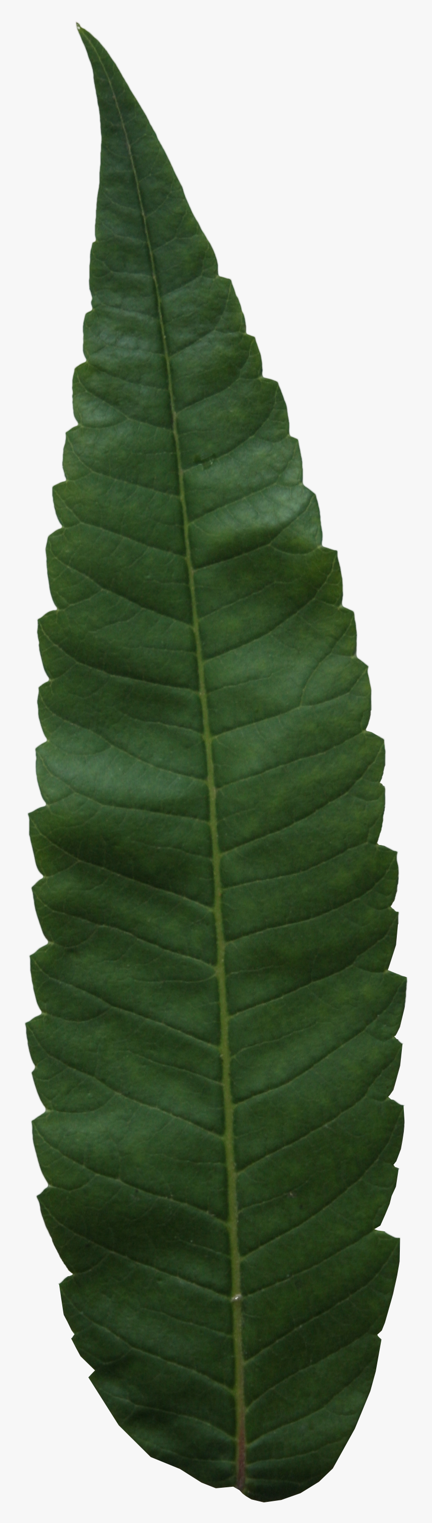 Fern Leaf Png, Transparent Png