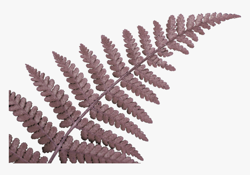 Fern Leaf - Das Neuseeland Work & Travel Tagebuch :o), HD Png Download