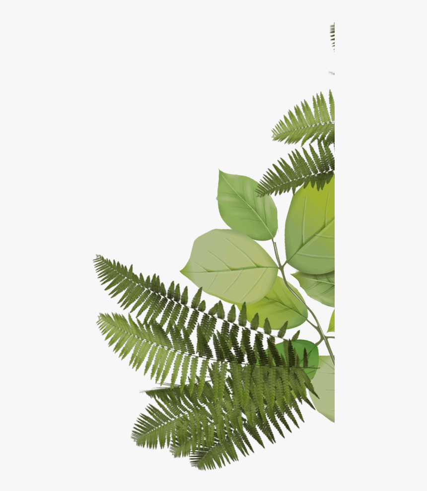 Fern Leaf Png, Transparent Png